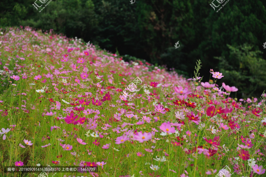 格桑花