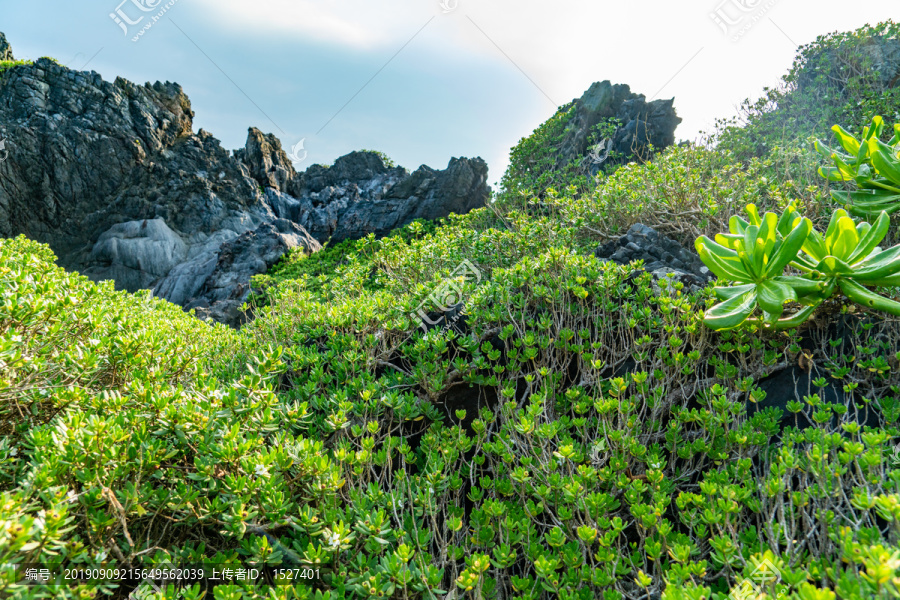 海南博鳌山钦湾礁石上的藤蔓