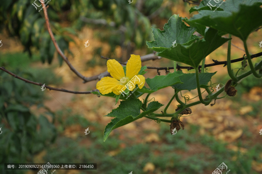 小黄花