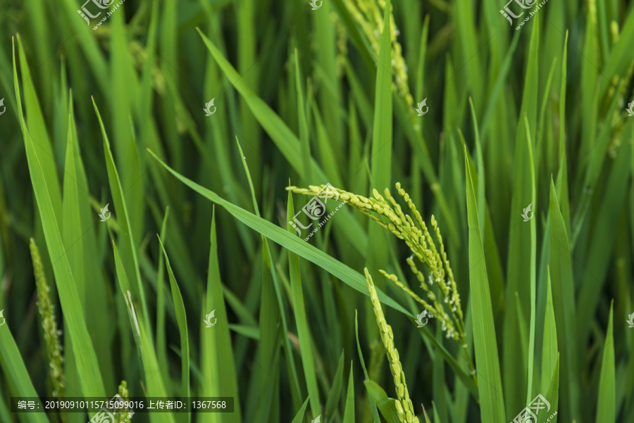 丰收季节