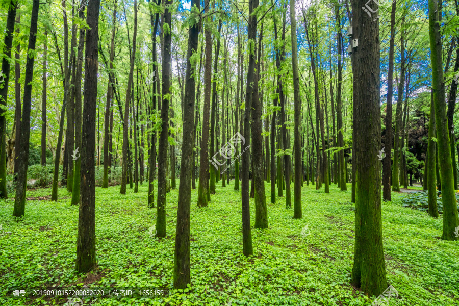 树林高清