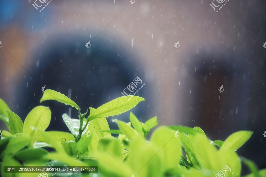 雨露