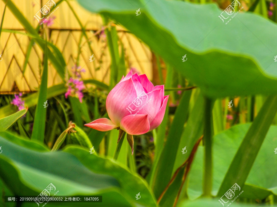 荷花素材