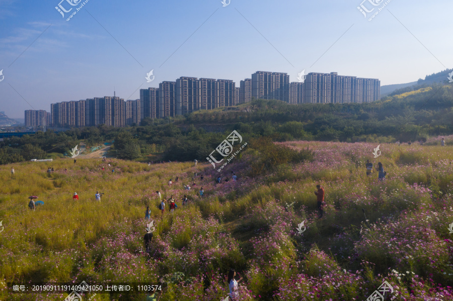 济南格桑花