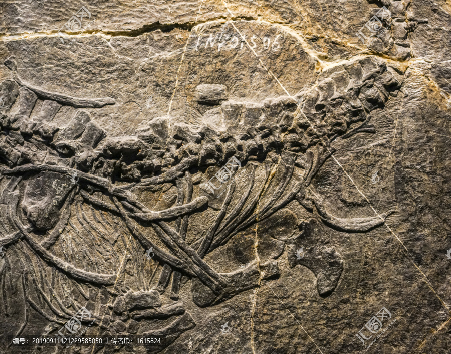 海龙化石