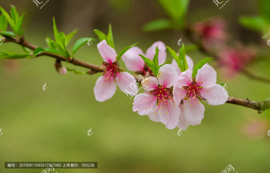 桃花