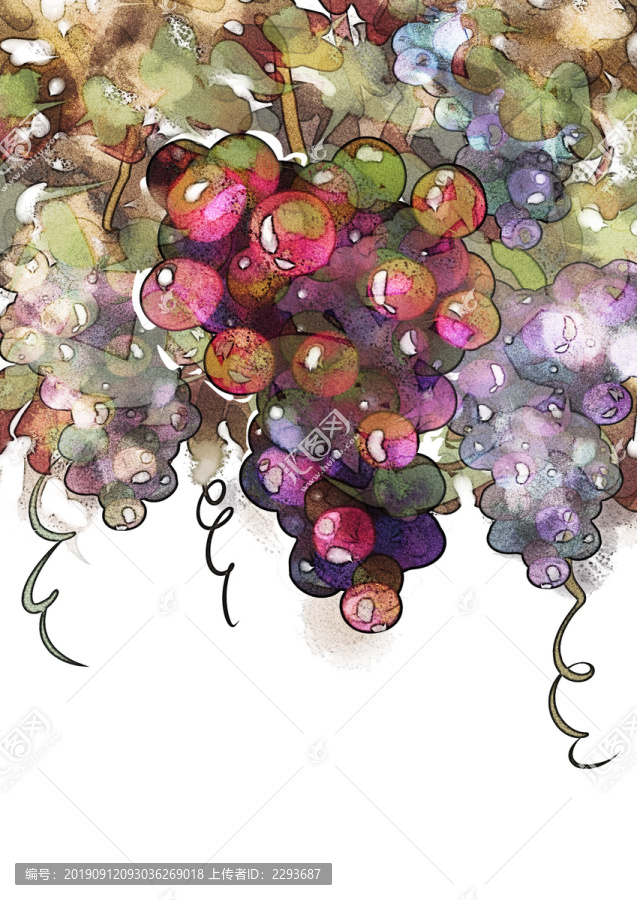 水彩葡萄插畫(huà)