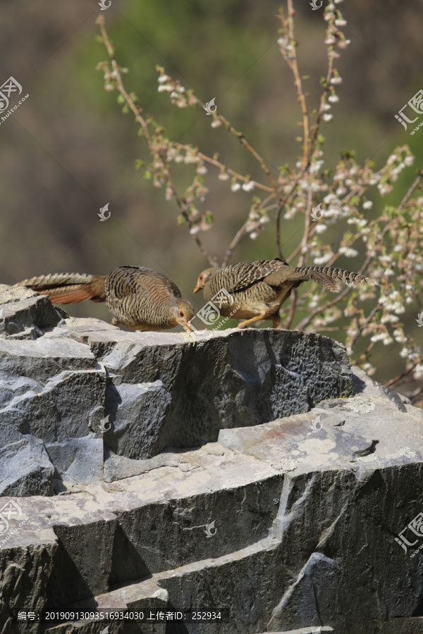 红腹锦鸡