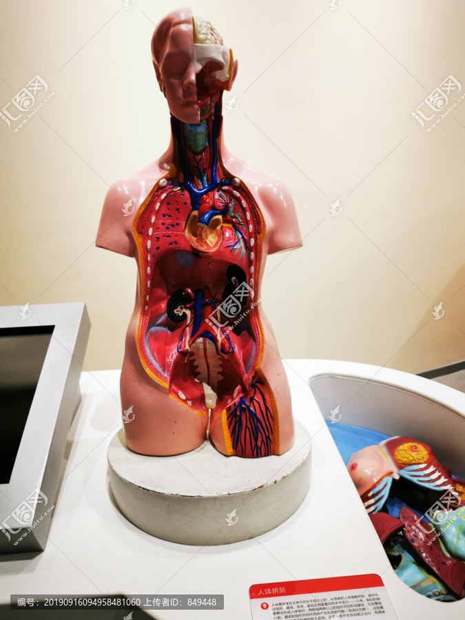 人体解剖模型展示