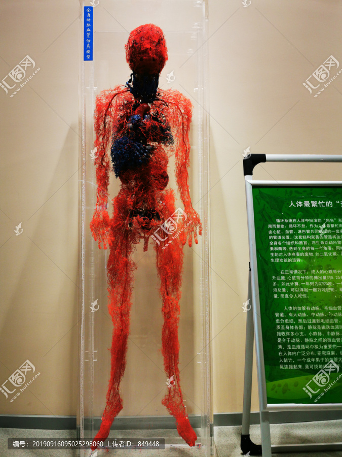 人体血管分布示意模型