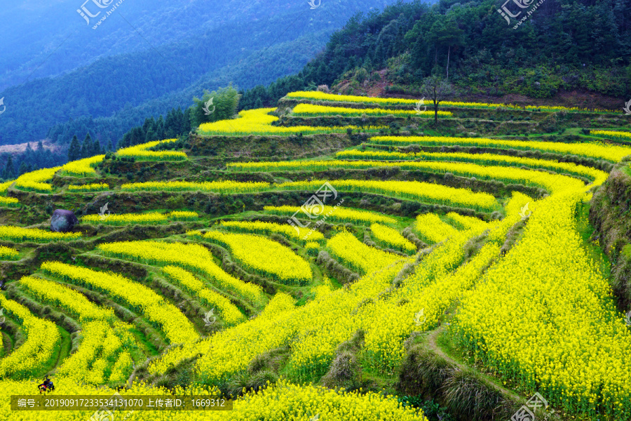 油菜花田