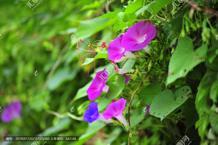 牵牛花