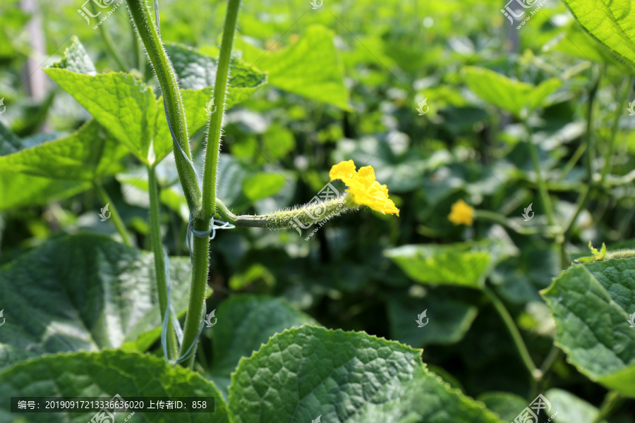 黄瓜花小黄瓜嫩黄瓜蔬菜种植