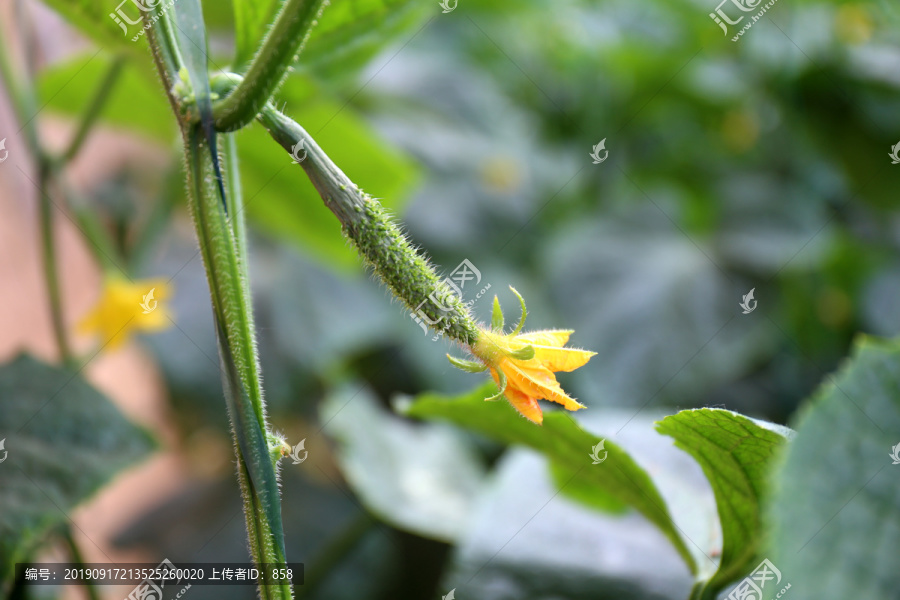 黄瓜花小黄瓜嫩黄瓜蔬菜种植