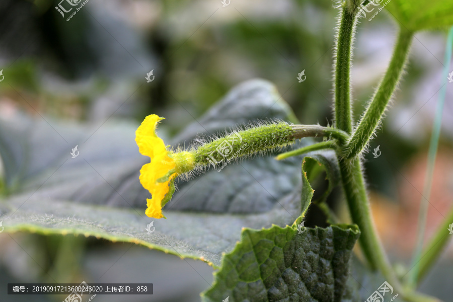 黄瓜花小黄瓜嫩黄瓜蔬菜种植