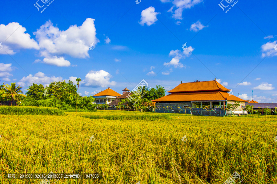 巴厘岛稻田