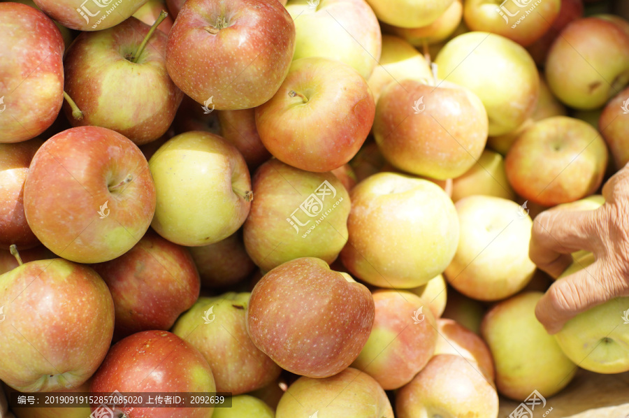 新疆老苹果红富士苹果老品种苹果