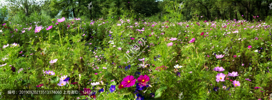 四季花海