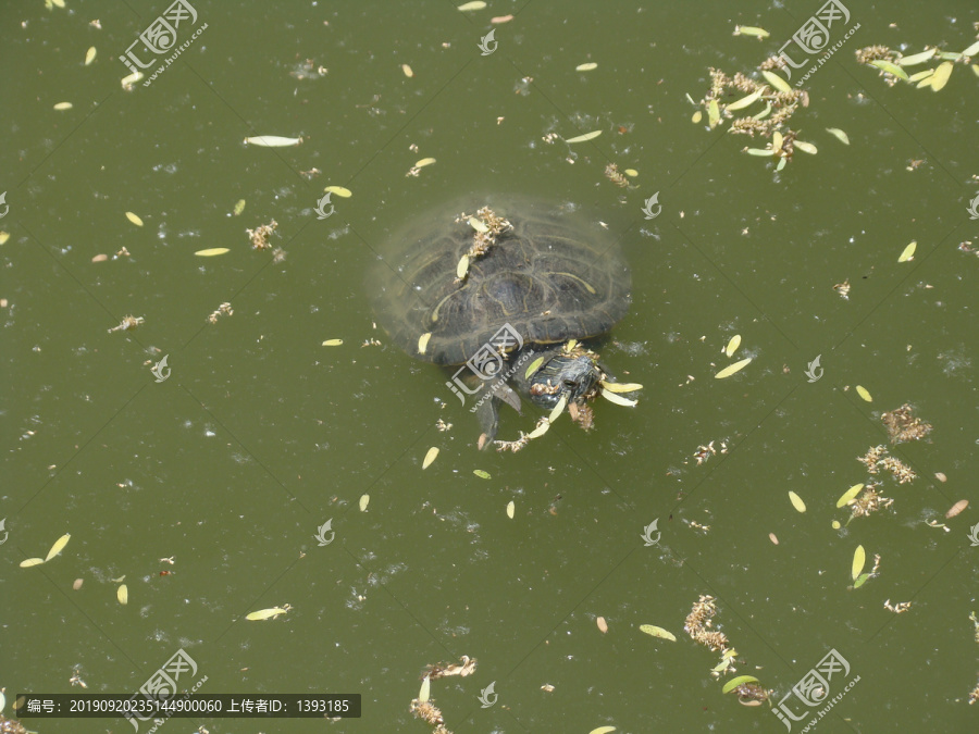 水中的石龟