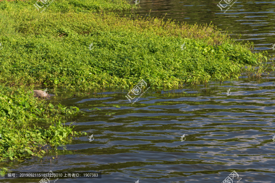 水生植物