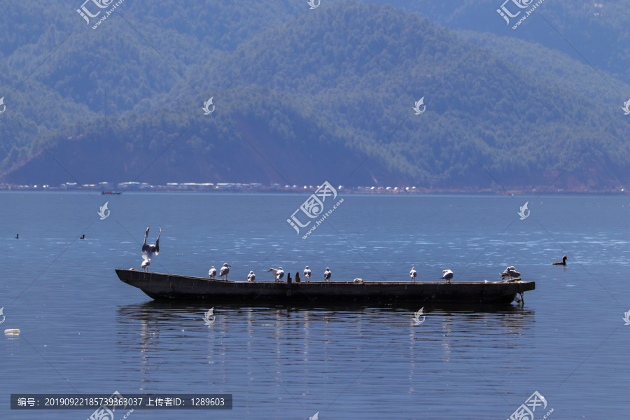 湖面孤舟上的海鸥