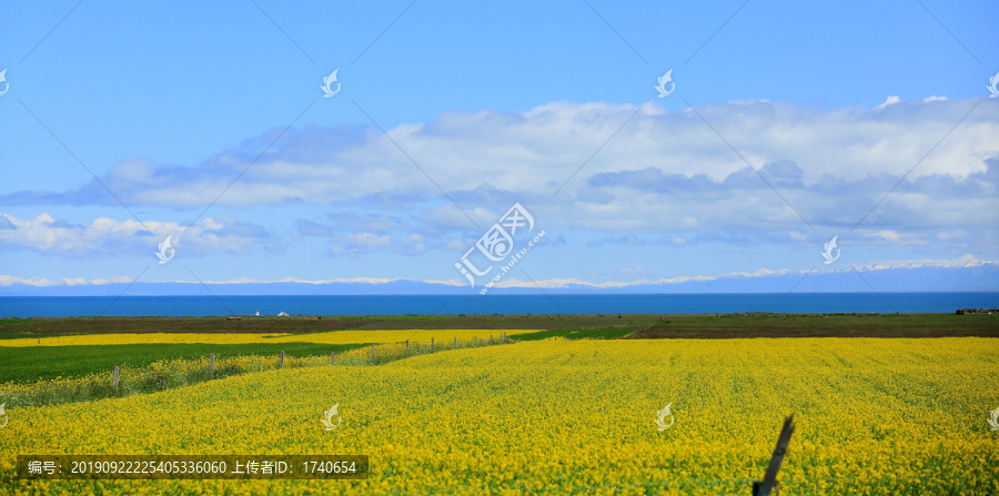 青海湖畔油菜花