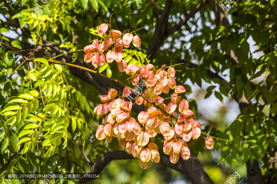 栾树花