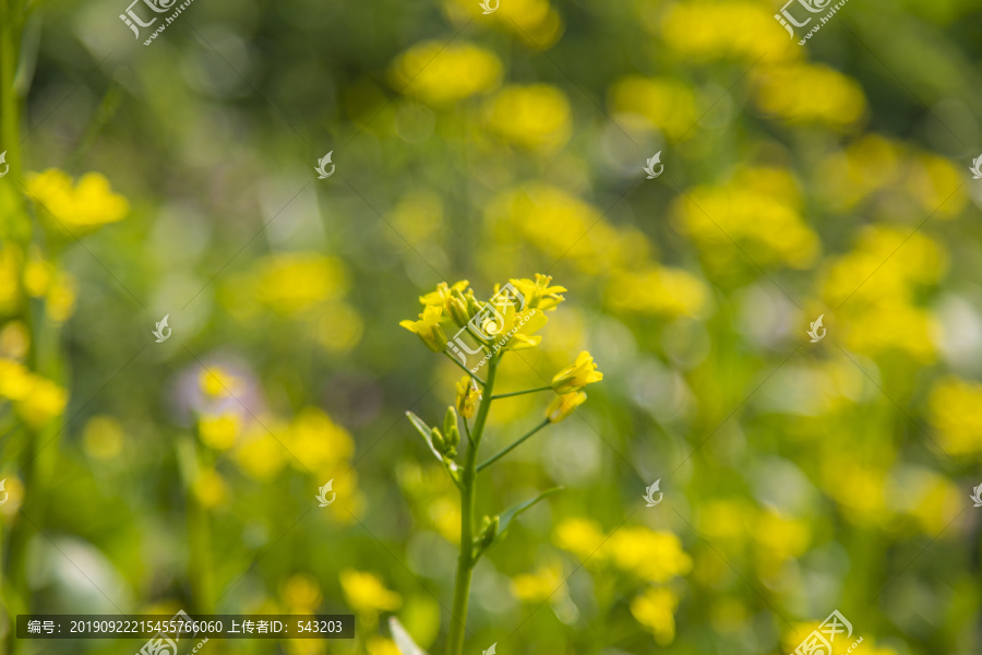 油菜花田