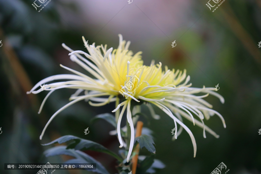 极品细丝菊花