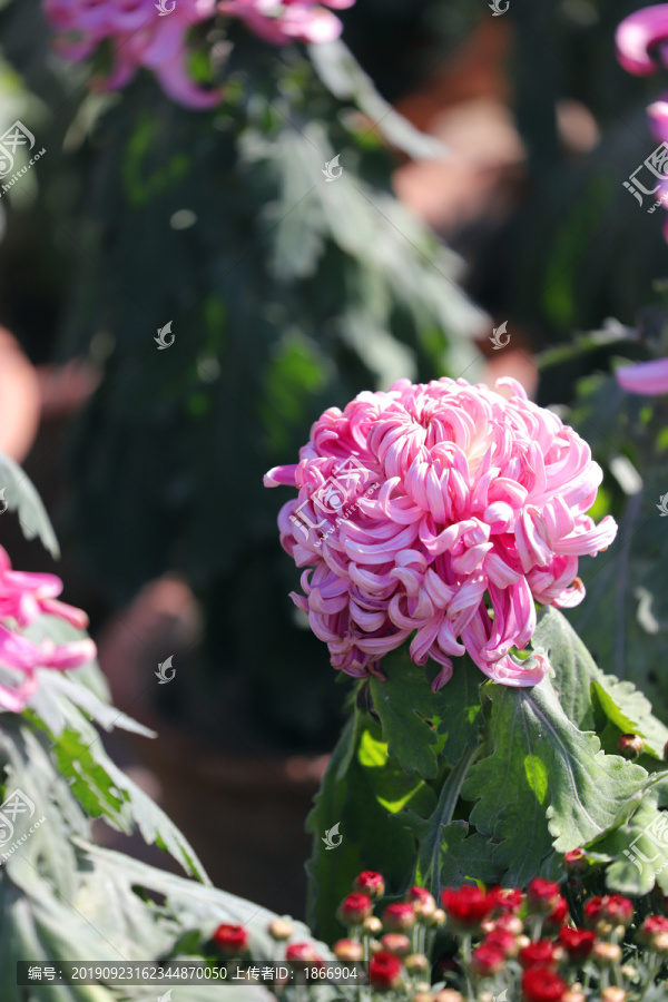 花中四君子菊花