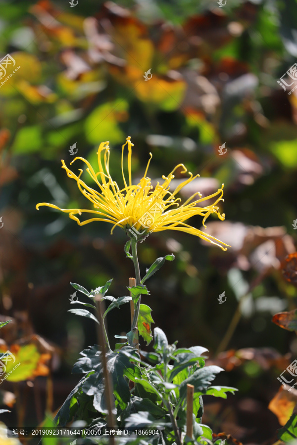 菊花大图高清菊花