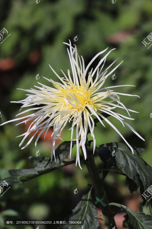 菊花高清大图