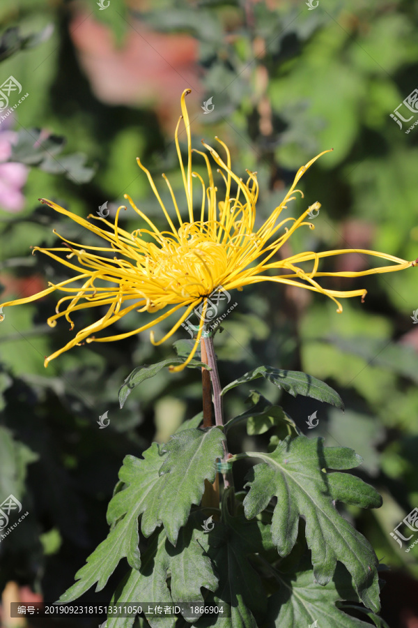 菊花高清大图