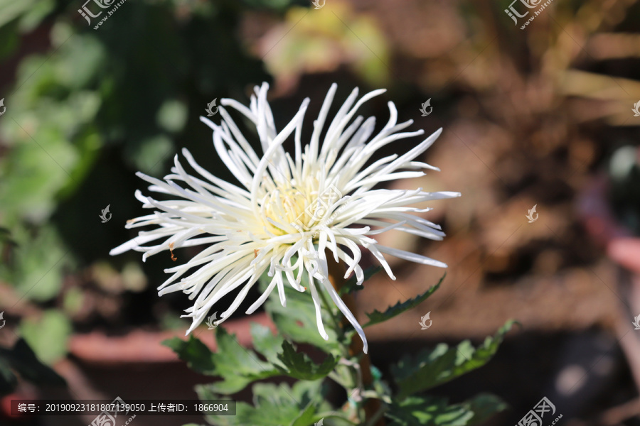 色彩缤纷的菊花