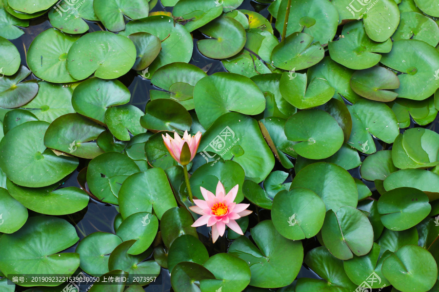 池塘中的粉色睡莲花
