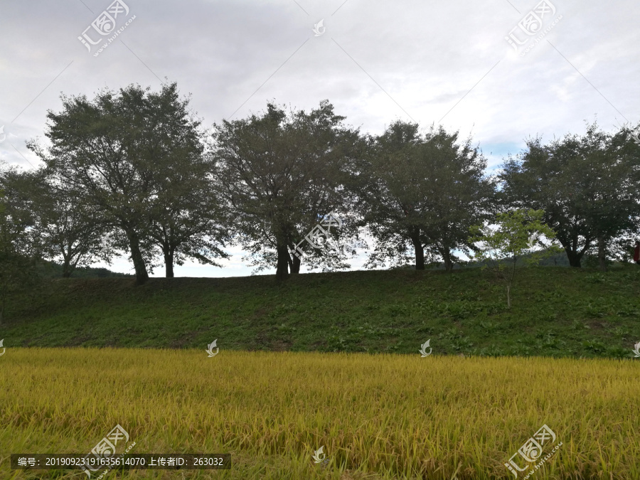 绿色山坡和金色稻田