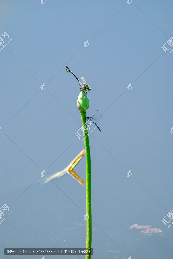 蜻蜓