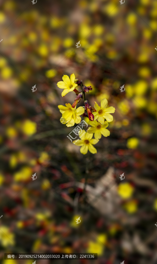 迎春花素材