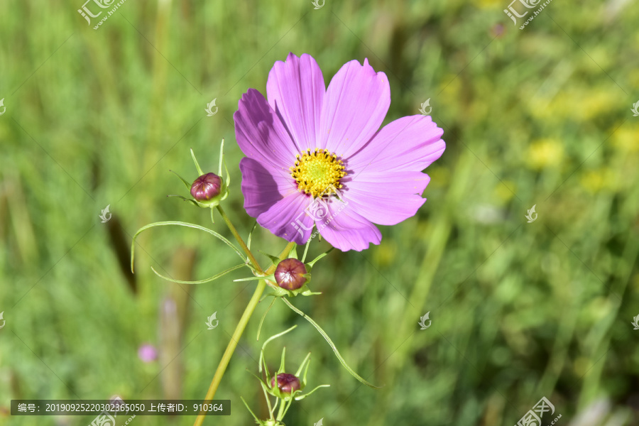 波斯菊花