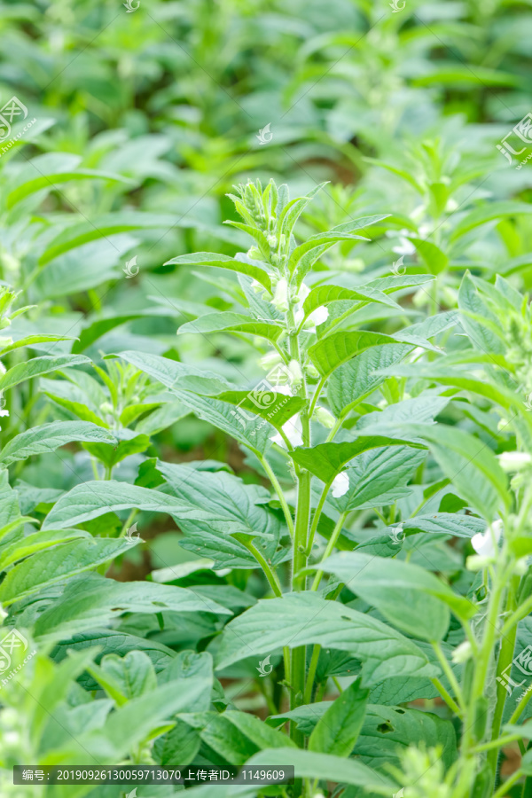 芝麻种植