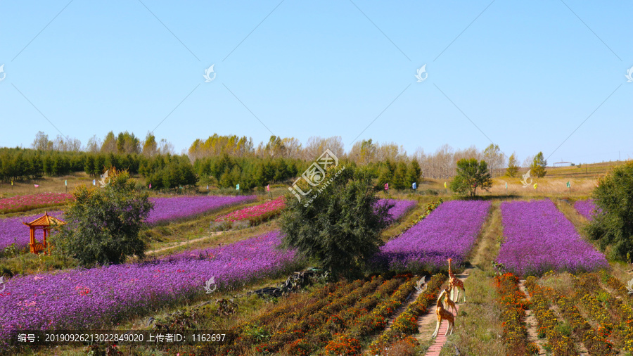 薰衣草庄园