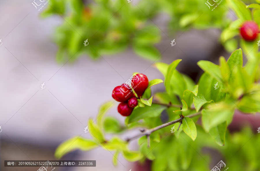 石榴花素材