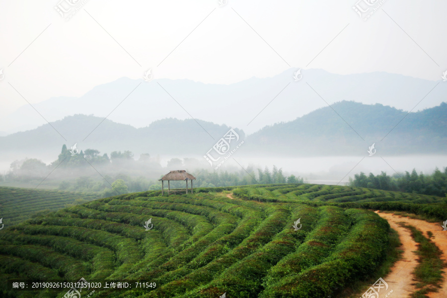 茶园清晨