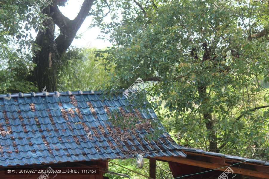 山村大树小木屋