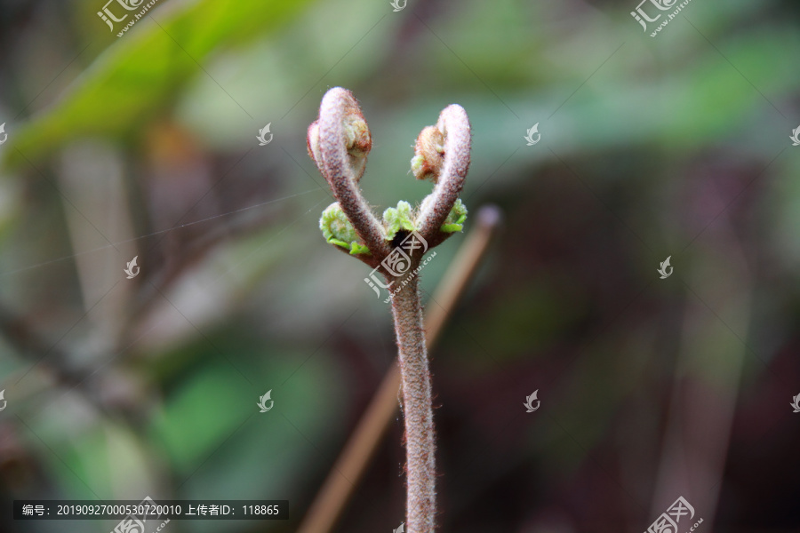 蕨菜