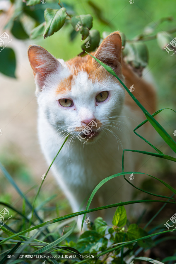 流浪猫