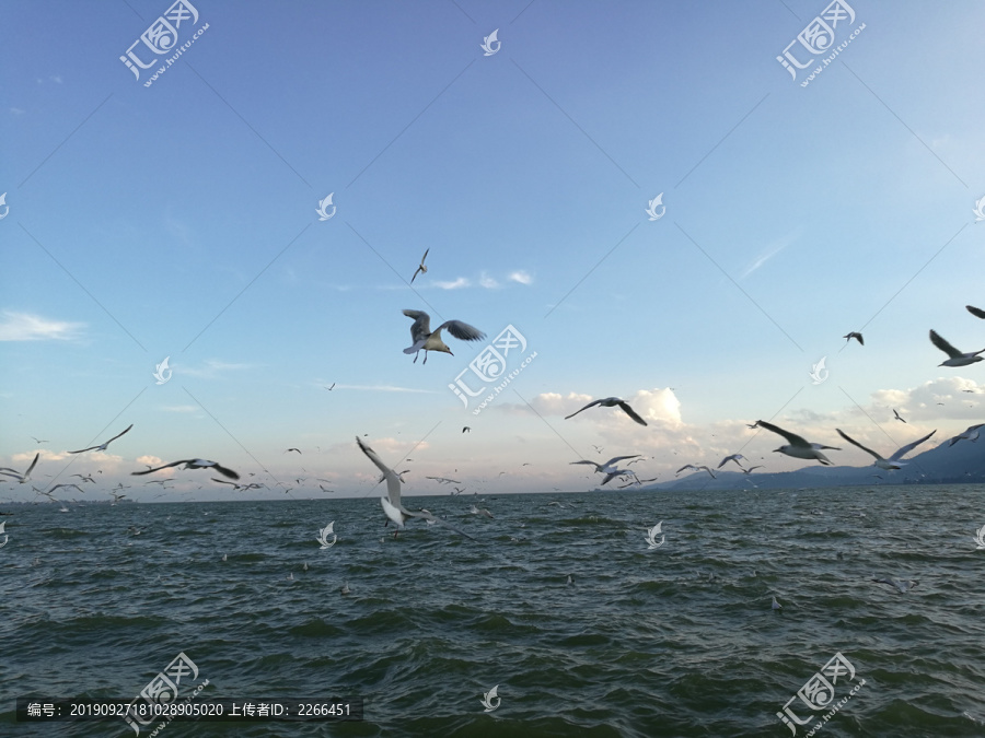 昆明滇池海鸥