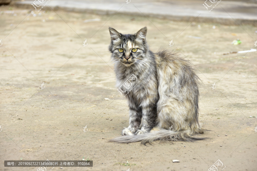 农村的猫