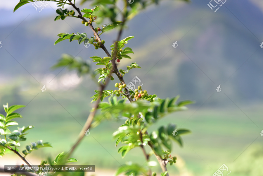 花椒树