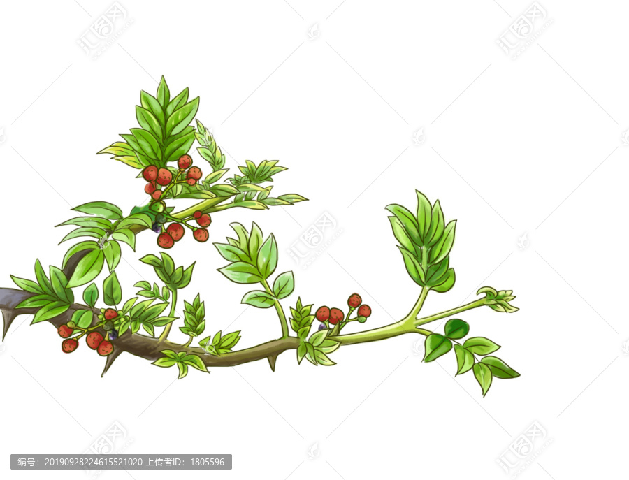 花椒芽插畫香料